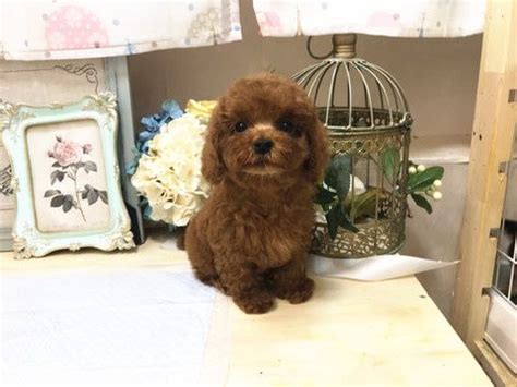 toy poodle puppies san jose